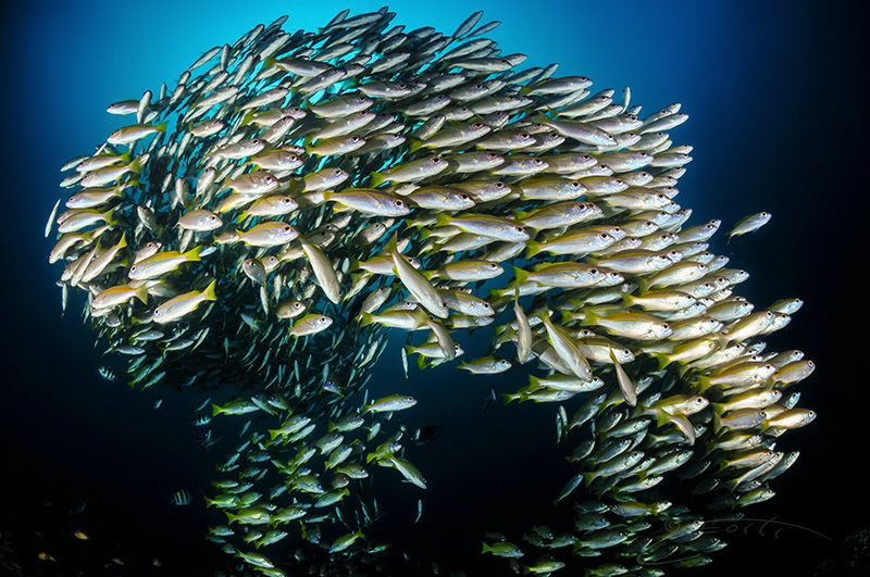 ~ Golden Circle ~ by Geo Cloete 