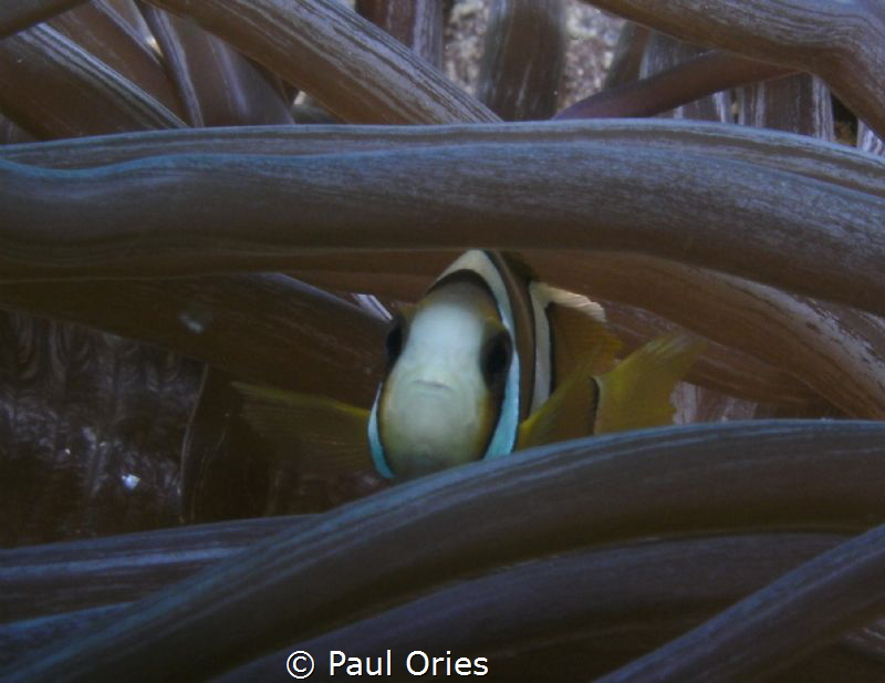 Clown fish in anemone by Paul Ories 