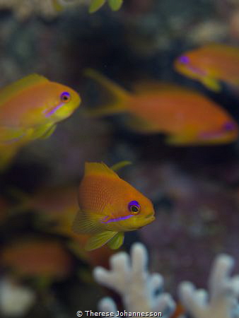 Cautious or curious? by Therese Johannesson 