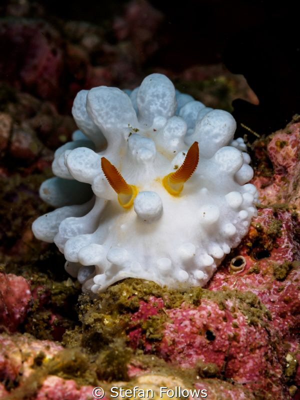 'Breakout' ... ! Wart Slug - Phyllidia sp. Ang Thong, Gul... by Stefan Follows 
