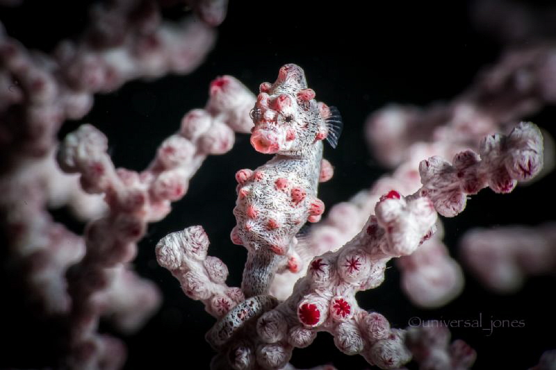 Hippocampus bargibanti by Wayne Jones 