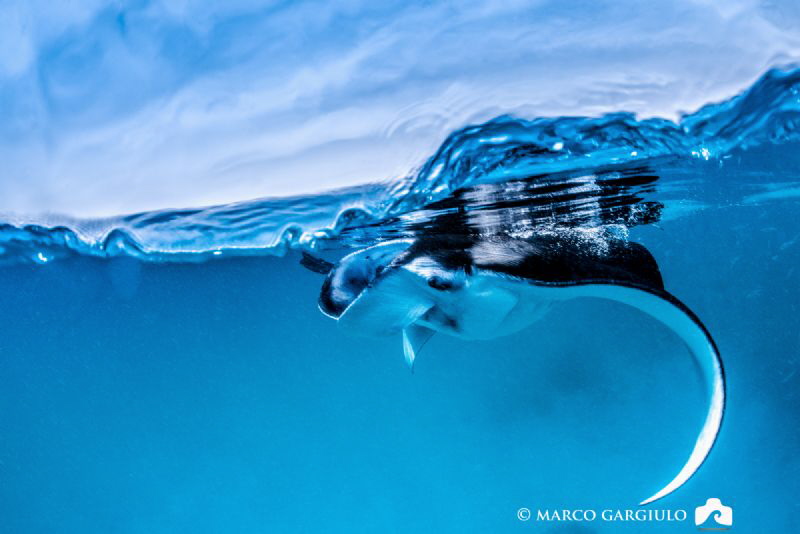Manta Ray @ Hanifary Bay by Marco Gargiulo 