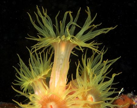 Large yellow coral polys on wreck at night. by Richard Harris 