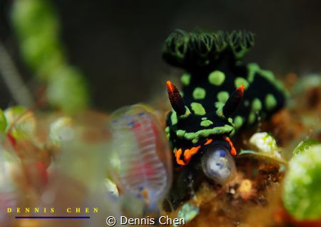 Show me your tongue by Dennis Chen 