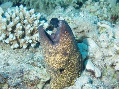 Moray Eel taken at Ras Mohamed Park, Sinai with Olympus C... by Nikki Van Veelen 