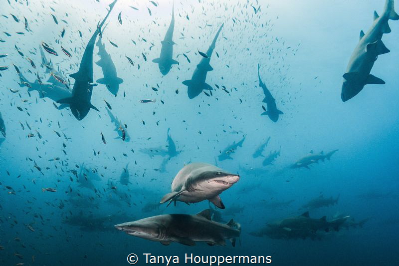 Traffic Patterns
I can't help but wonder how the sand ti... by Tanya Houppermans 