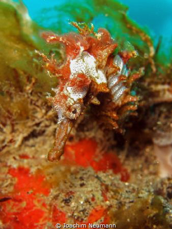 Seahorse by Joachim Neumann 