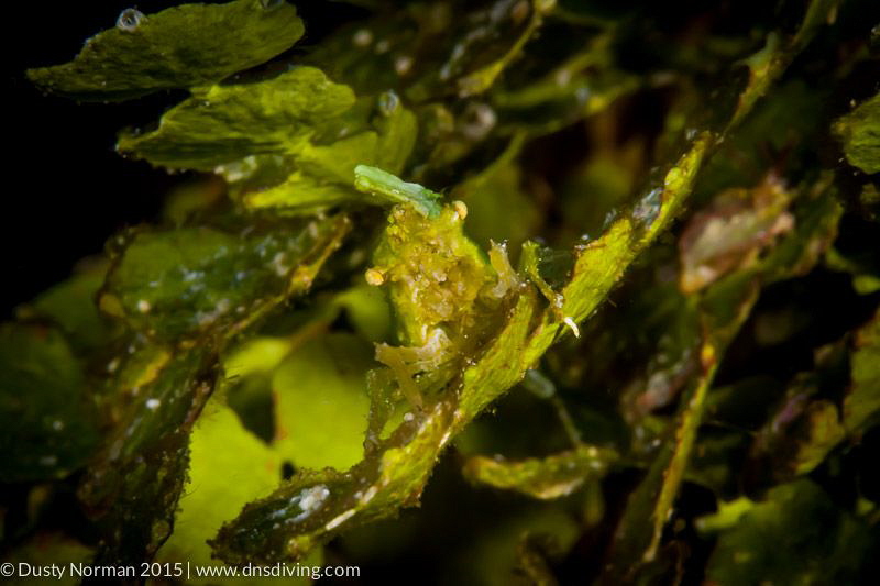 "Green Eyes"
A first time find for me here. I am having ... by Dusty Norman 