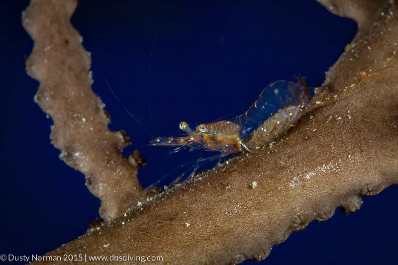 "Size Matters"
This shot was possible with the use of a ... by Dusty Norman 