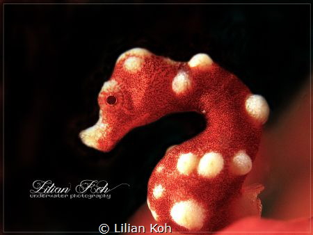 D E N I S E
Hippocampus denise by Lilian Koh 