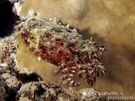 Reef cuttlefish at night by Laura Dinraths 