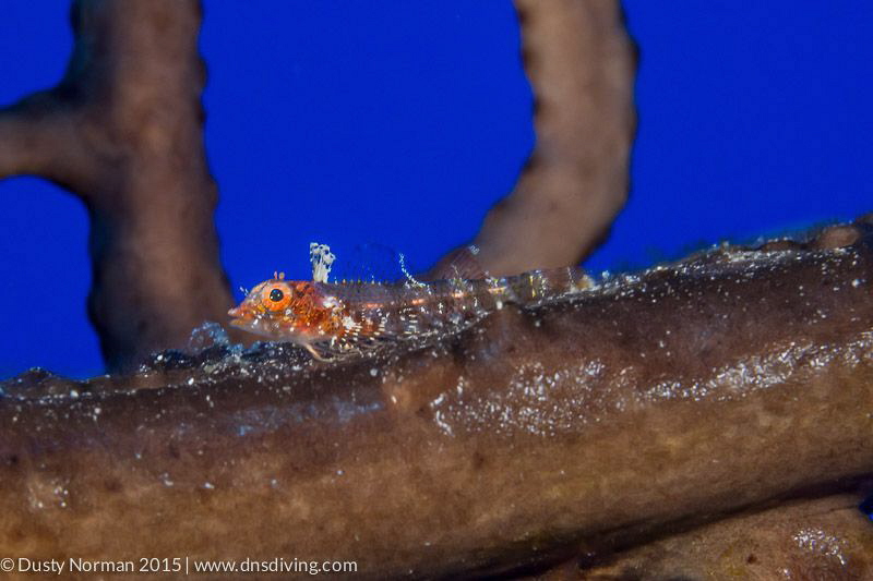 "Fin Up"
A close up of the same Blenny. Triple Fin's col... by Dusty Norman 