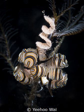 Donut nudibranchs (Doto greenamyeri) with eggs
Tulamben,... by Yeehoo Wai 