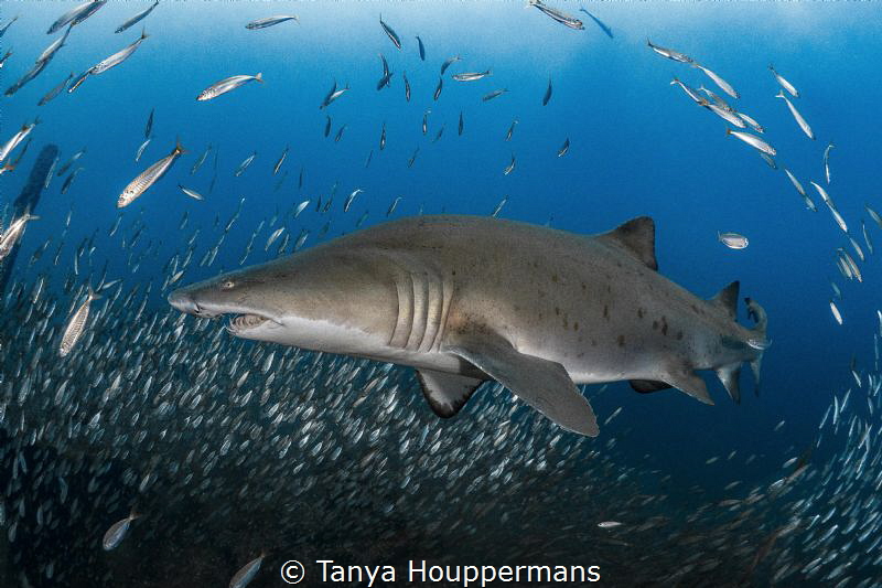 We've Got You Surrounded
A sand tiger shark is surrounde... by Tanya Houppermans 