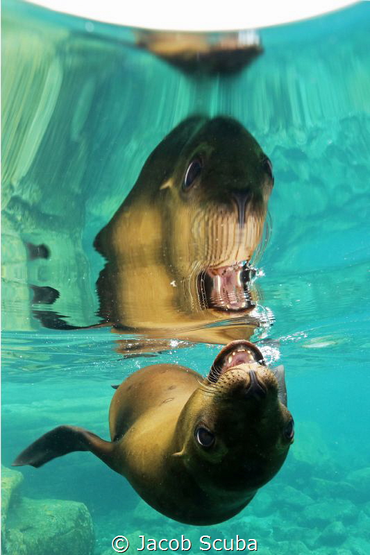 Dog with fins...
Diving in the sea lion colony, Cabo San... by Jacob Scuba 