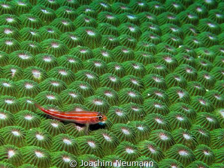 "Red on green" by Joachim Neumann 