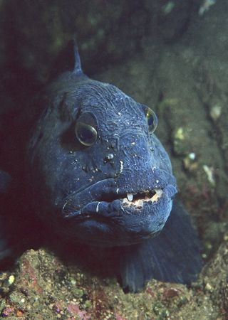 Best looking fish in the sea, Wolf fish. St Abbs, Scotlan... by Derek Haslam 
