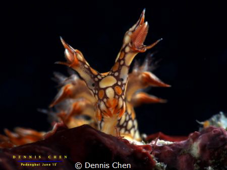 Bornella anguilla by Dennis Chen 