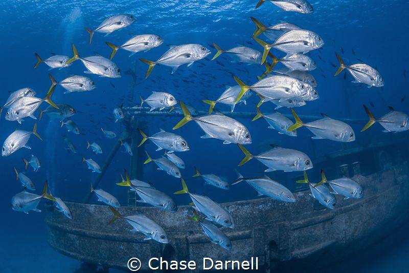 "Cyclone"
A school of Horse-eyed Jacks making moves arou... by Chase Darnell 