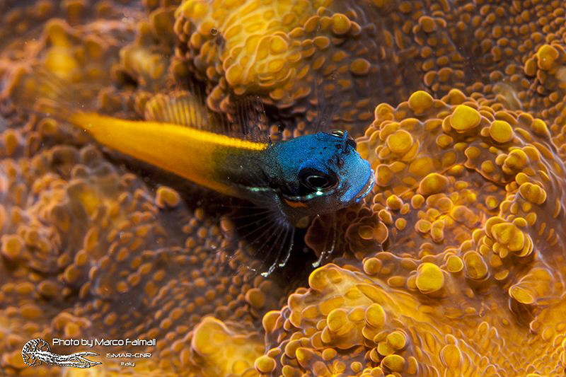 Tiny blue head by Marco Faimali (ismar-Cnr) 