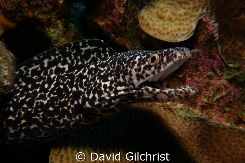 Spotted Moray emerges from its lair. by David Gilchrist 