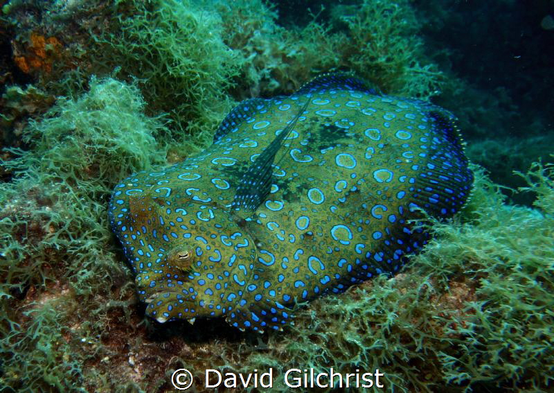 Peacock Flounder on the reef at Alice in Wonderland site,... by David Gilchrist 