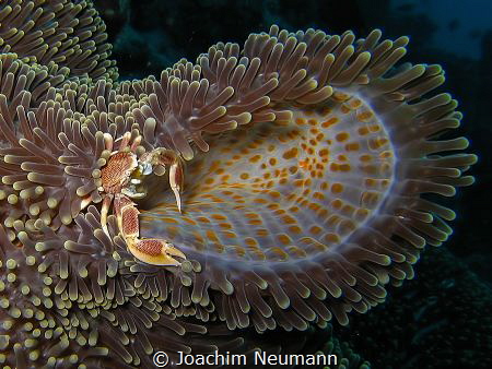 porcelain crab by Joachim Neumann 