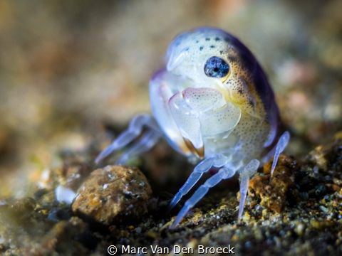 newborn crab by Marc Van Den Broeck 