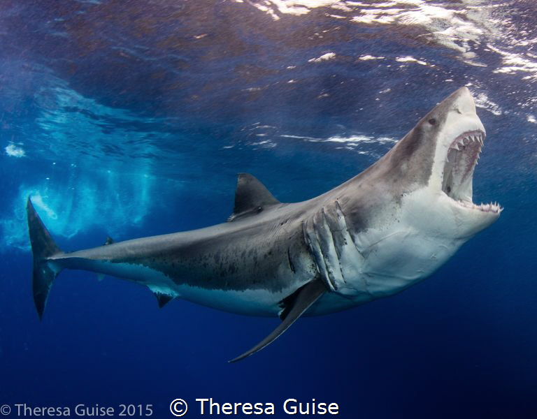 Zapata (aka Bruce) sings for his supper during a shark fe... by Theresa Guise 