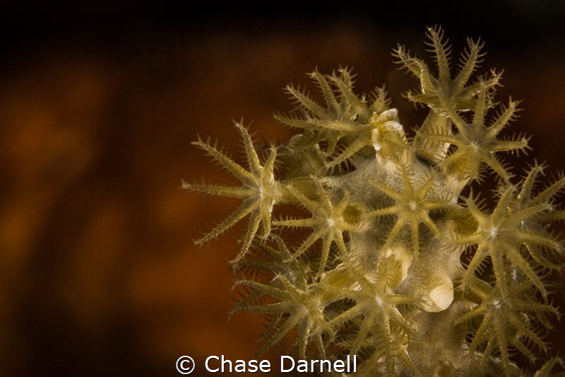 "Flowers"
Coral polyps with a nice orange background. by Chase Darnell 