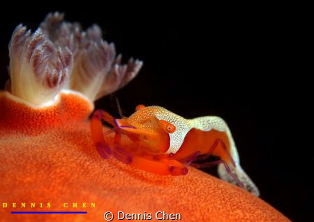 Periclimenes imperator by Dennis Chen 
