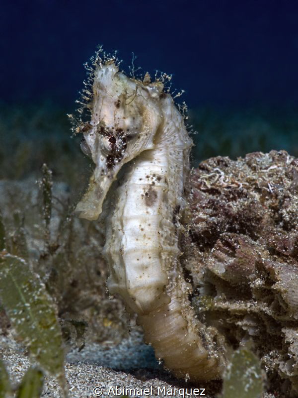 Seahorse by Abimael Márquez 