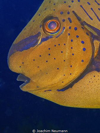 Surgeonfish by Joachim Neumann 