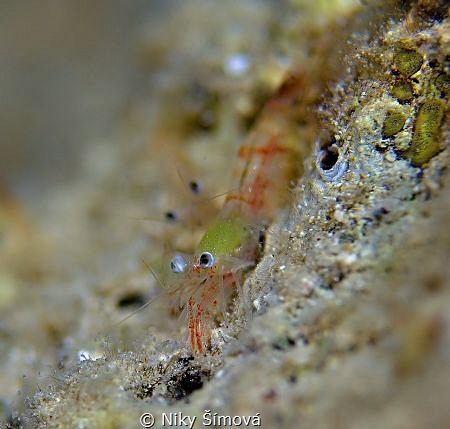Night diving - Croatia by Niky Šímová 