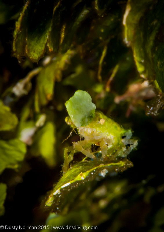 "Leaf"
A very camouflaged crab. by Dusty Norman 