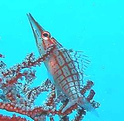 Longnose Hawkfish-Palau New Wall Drop by Martin Dalsaso 