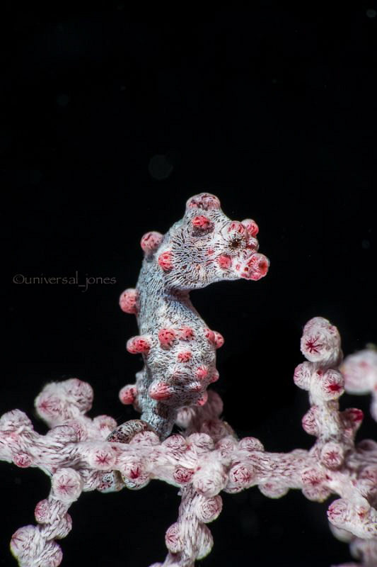 Hippocampus bargibanti
100mmL with 12mm ext and +10 diopter by Wayne Jones 