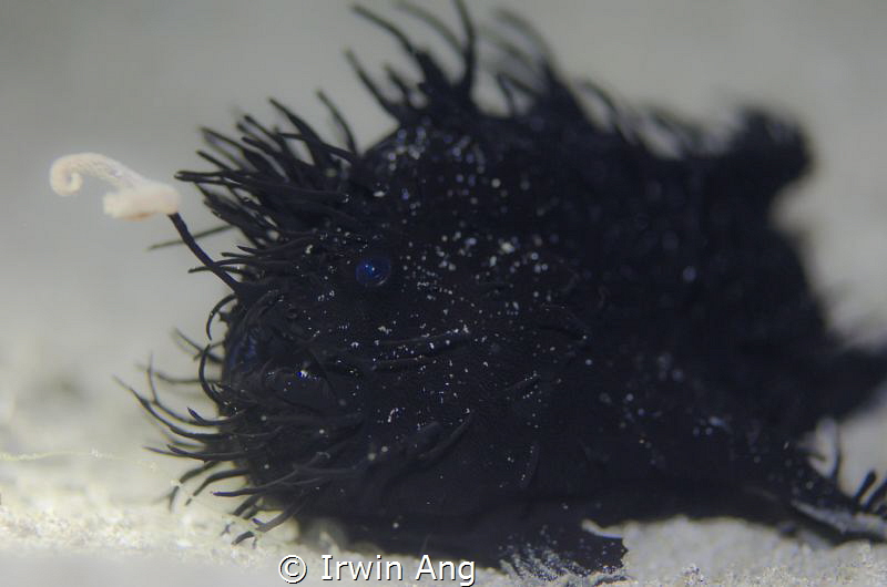 B L A C K 
Striated frogfish (Antennarius striatus)
Ani... by Irwin Ang 