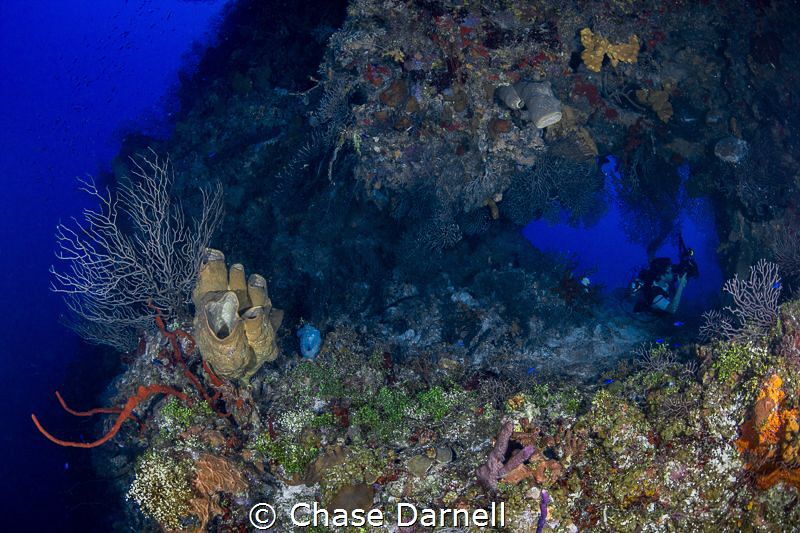 "The Swim Through" 
A Diver tunes in for some macro shoo... by Chase Darnell 