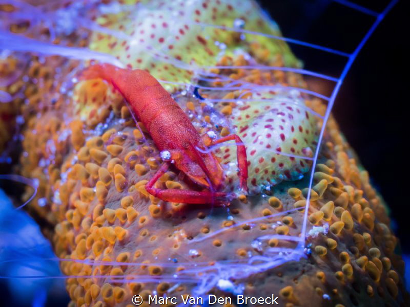 small red by Marc Van Den Broeck 