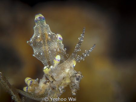 Eubranchus mandapamensis
Tulamben, Bali by Yeehoo Wai 