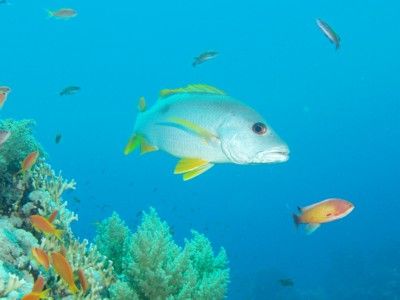 Snapper taking at Ras Mohamed, Sinai with Olympus C60 and... by Nikki Van Veelen 