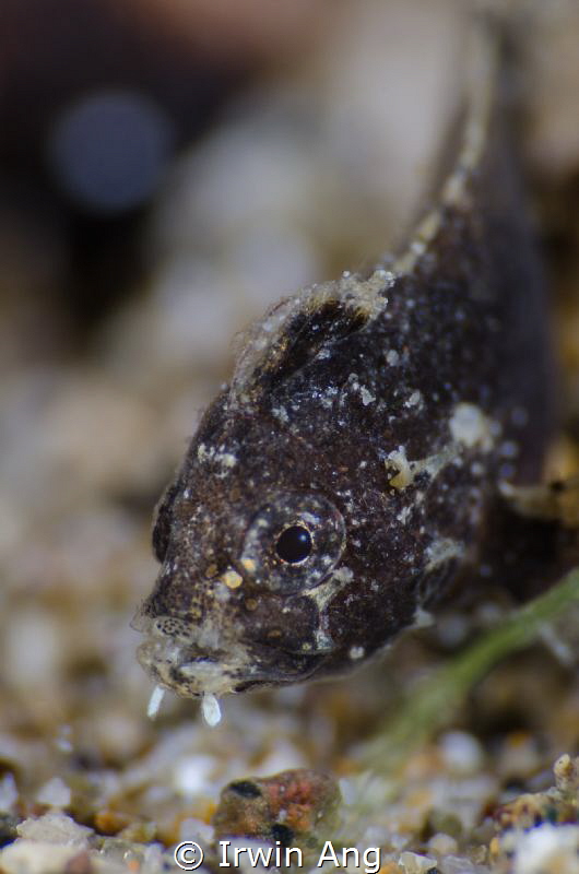 N I G H T - D I V E
Juvenile waspfish
Anilao, Philippin... by Irwin Ang 