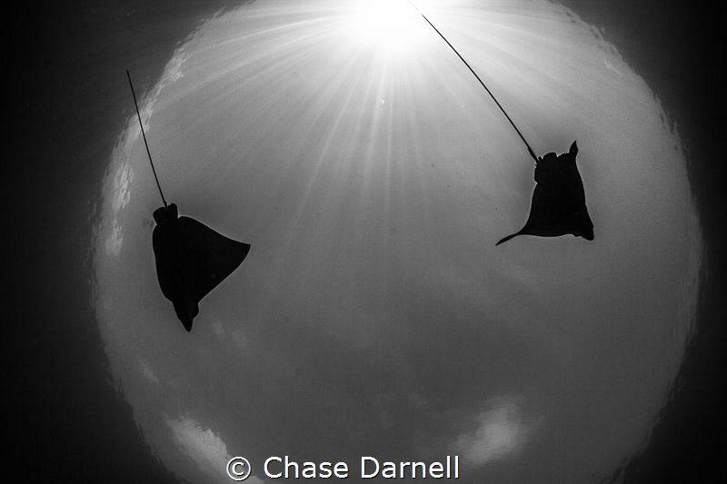"The Globe"
Eagle Rays dancing in the sun rays. by Chase Darnell 