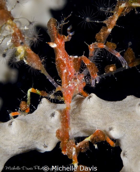 Red Neck Crab, Little Cayman by Michelle Davis 