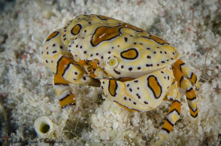 Gaudy Clown Crab, Little Cayman by Michelle Davis 