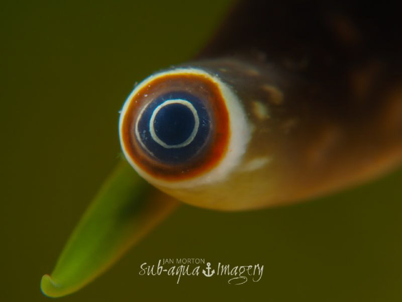 Eye of the Conch by Jan Morton 