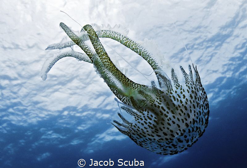 Pelagia noctiluca by Jacob Scuba 