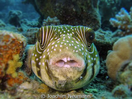"Dirty" - Pufferfish by Joachim Neumann 