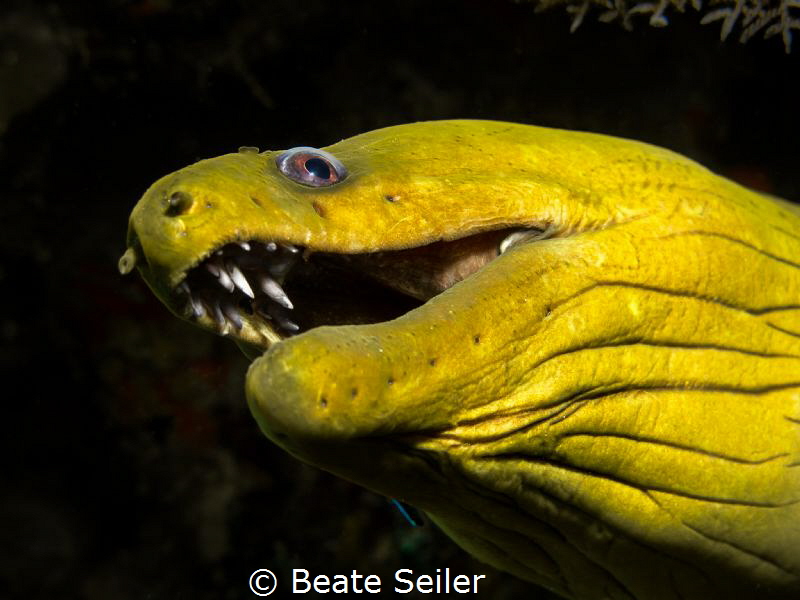 Green moray by Beate Seiler 